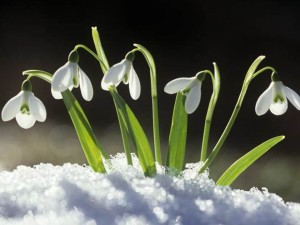 February Snowdrop Flowers