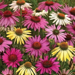 August - Echinacea