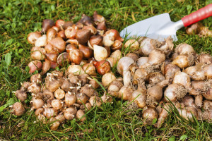 September - flower bulbs in the garden