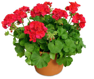 May Geranium