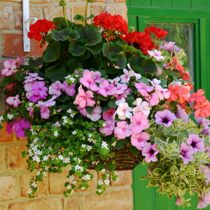 June hanging basket flowers