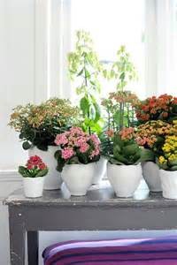 Variety of house plants