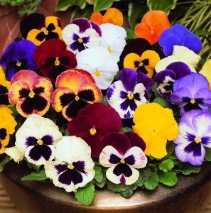 March and October - pansies