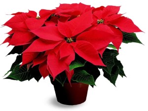 December poinsettia